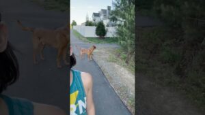 Red Lab Can't Decide Which Of His Human's To Follow When They Split