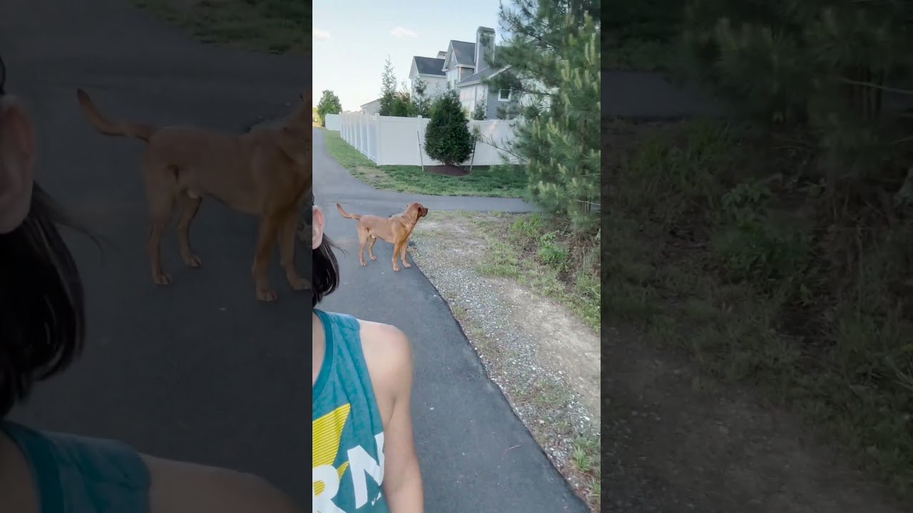 Red Lab Can't Decide Which Of His Human's To Follow When They Split