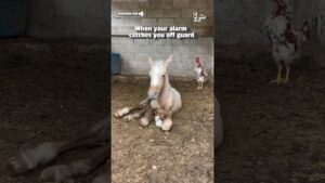 Rooster Startles Sleepy Horse
