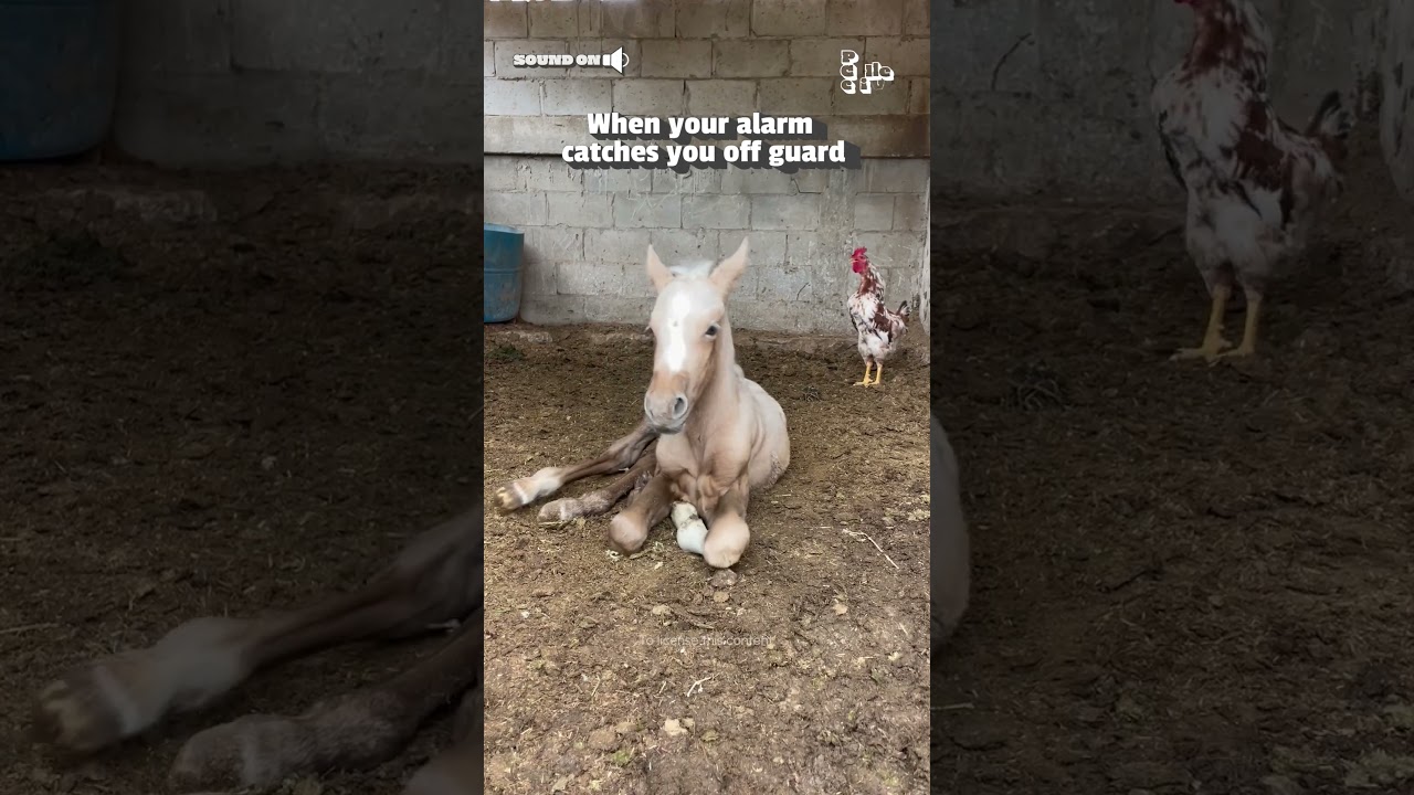 Rooster Startles Sleepy Horse