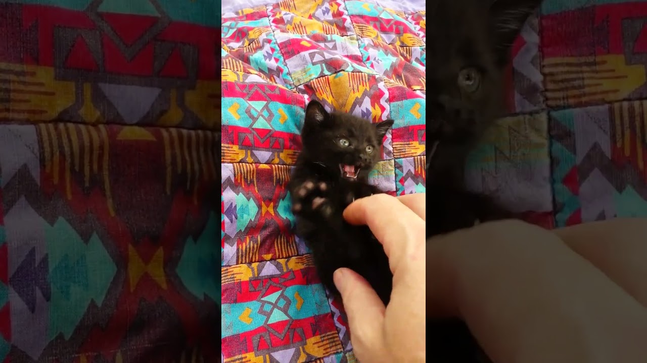 I fought the claws, and the claws won! 😹🥊💥 #Cat #CatLovers