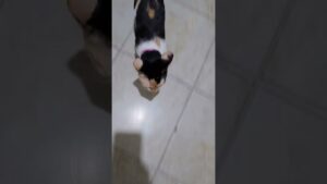 She got us good! 🤣💥  #Cat #Funny #Calico