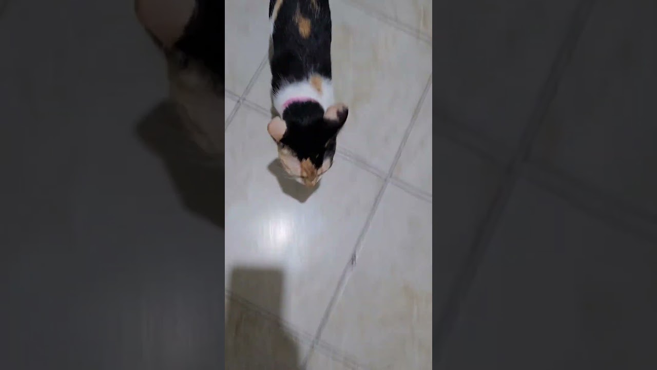 She got us good! 🤣💥  #Cat #Funny #Calico