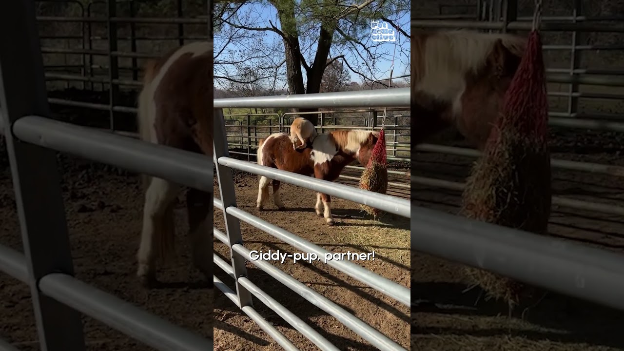 Silly Dog Goes For A Horseback Ride #Labrador #Cute #Horse