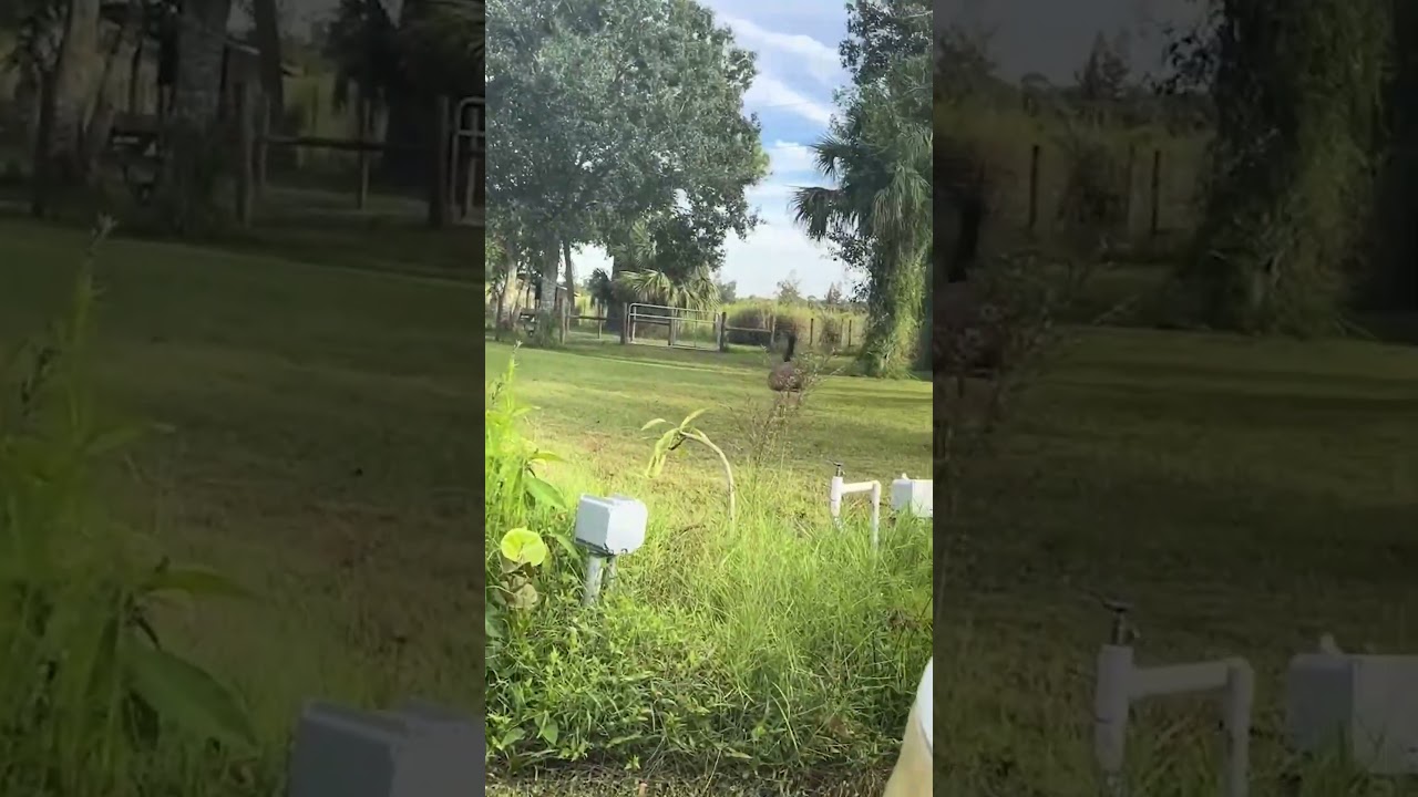 Silly Emu Plays With Dog