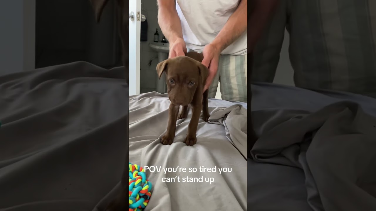 Sleepy Puppy Won't Stand Up!