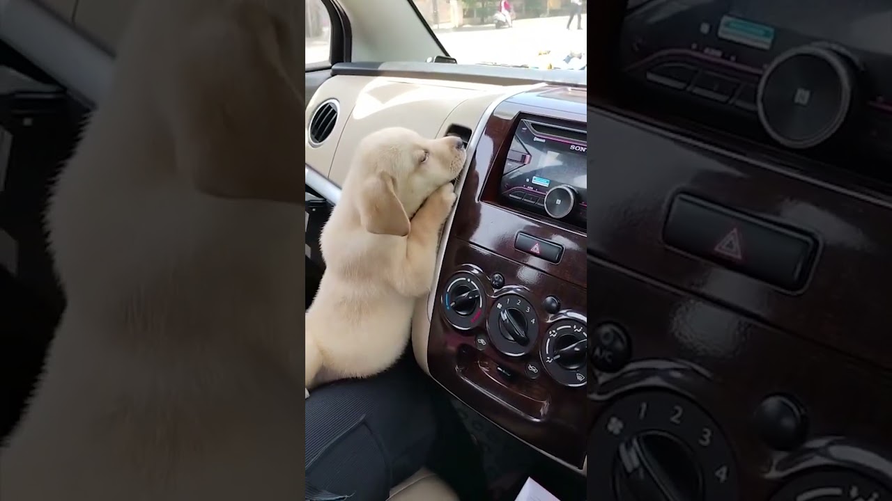 He's just like me in the summer! 🥵 (Via - Nilesh H.) #Dog #Puppy #YellowLab