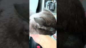 Stray Cat Hops Into Random Person's Car #Cat #CatDistributionSystem #Funny
