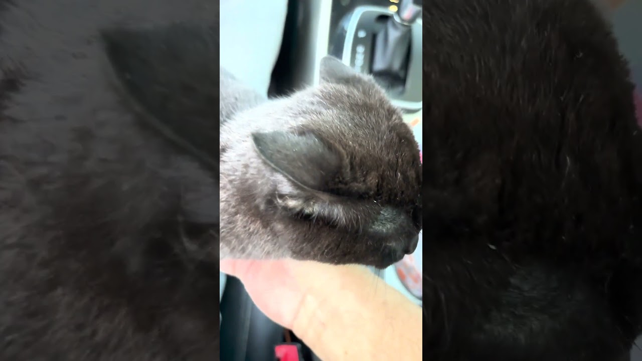 Stray Cat Hops Into Random Person's Car #Cat #CatDistributionSystem #Funny