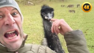 Super Angry Birds 🤣 | BEST Bird Videos 2025