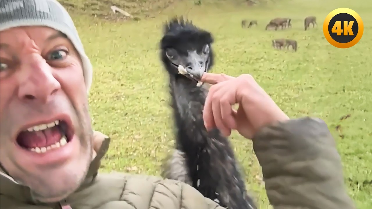 Super Angry Birds 🤣 | BEST Bird Videos 2025