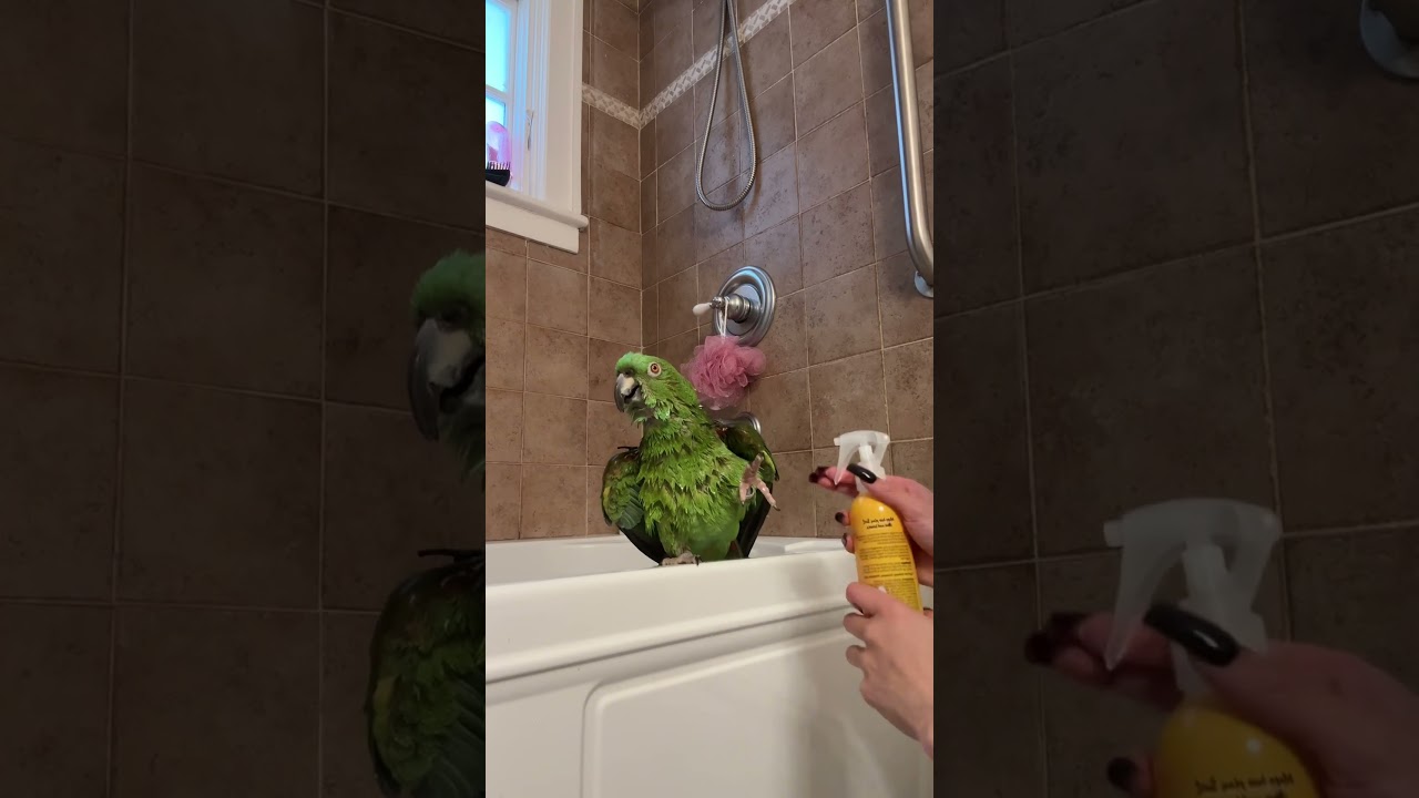 Super Angry Birds🤣 | BEST Bird Videos 2025