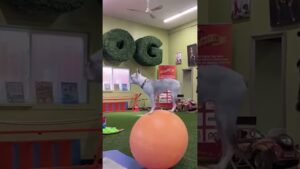 Boston Terrier Terrorizes Daycare By Standing On Ball #BostonTerrier #Funny #Dog