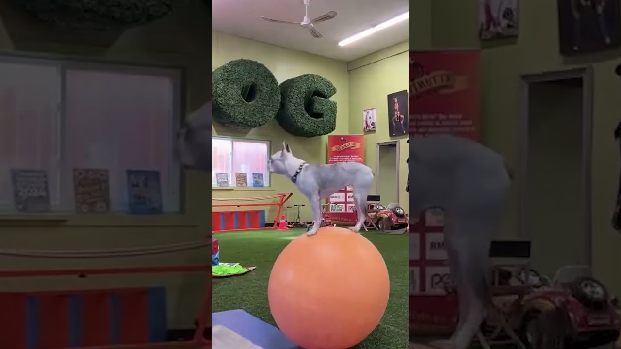 Boston Terrier Terrorizes Daycare By Standing On Ball #BostonTerrier #Funny #Dog