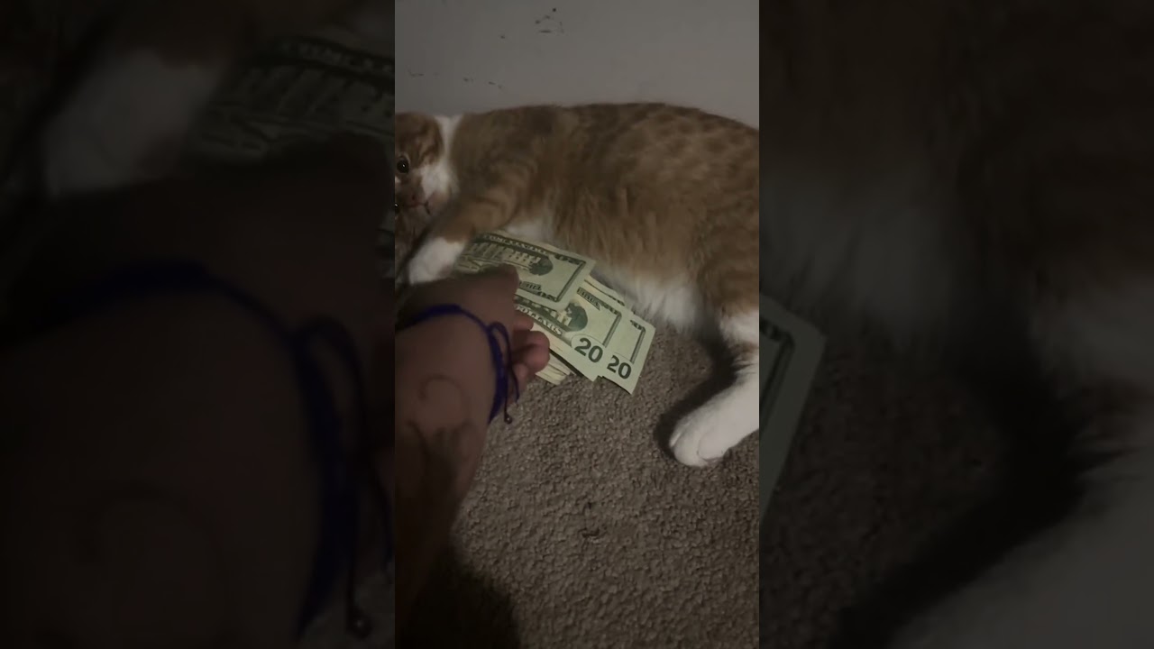 The Cat Of Greed And Money Hoarding  #OrangeCat #Cats #Funny