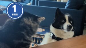 These Cats and Dogs are Hilarious! | Best of MAY 2025