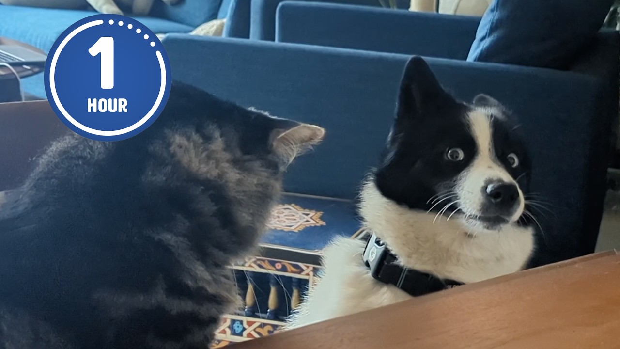 These Cats and Dogs are Hilarious! | Best of MAY 2025
