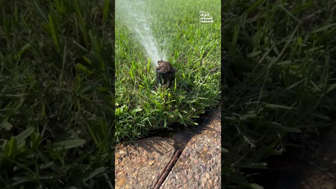 Toad Vibes on Sprinkler 🐸 #Frog #Toad #Funny