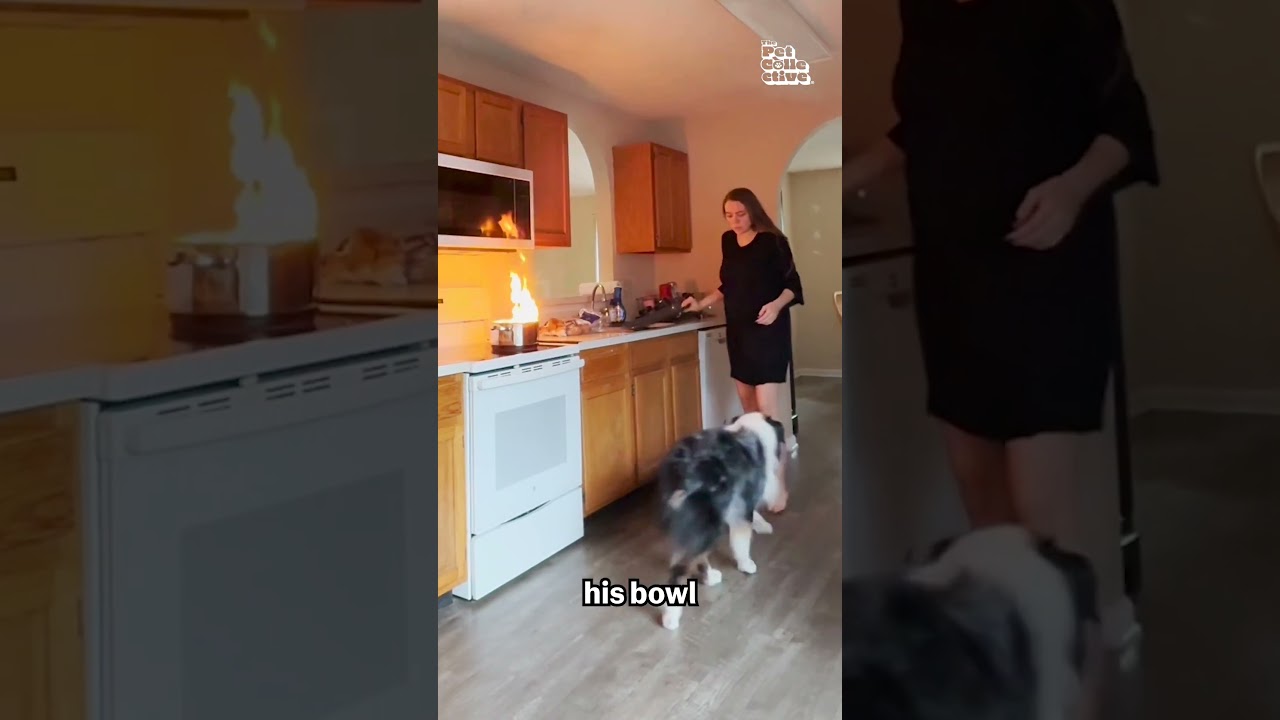 Top 10 Animal Moments