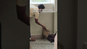 Trapped Owl Rescued By College Student #Owl #AnimalRescue #BirdRescue