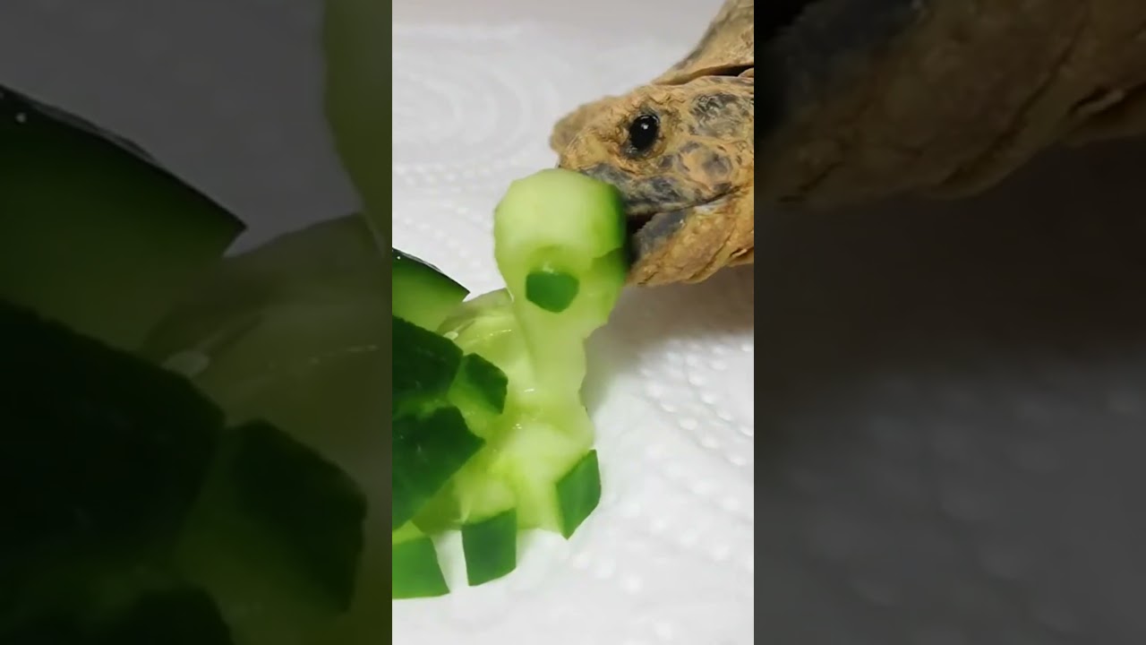 Turtle Eating Tortoise 🐢 ASMR Mukbang