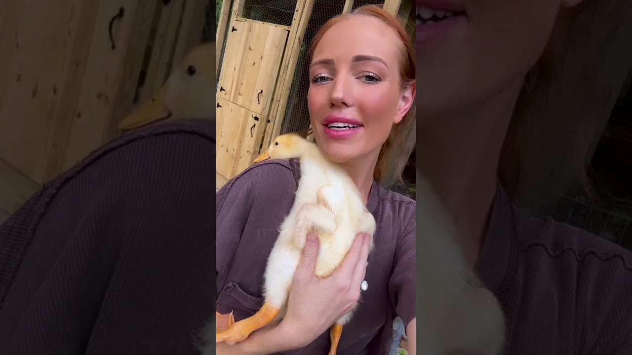 How could you ever put him down?! 🥹💕🐥 #Duck #Cute #BabyAnimals