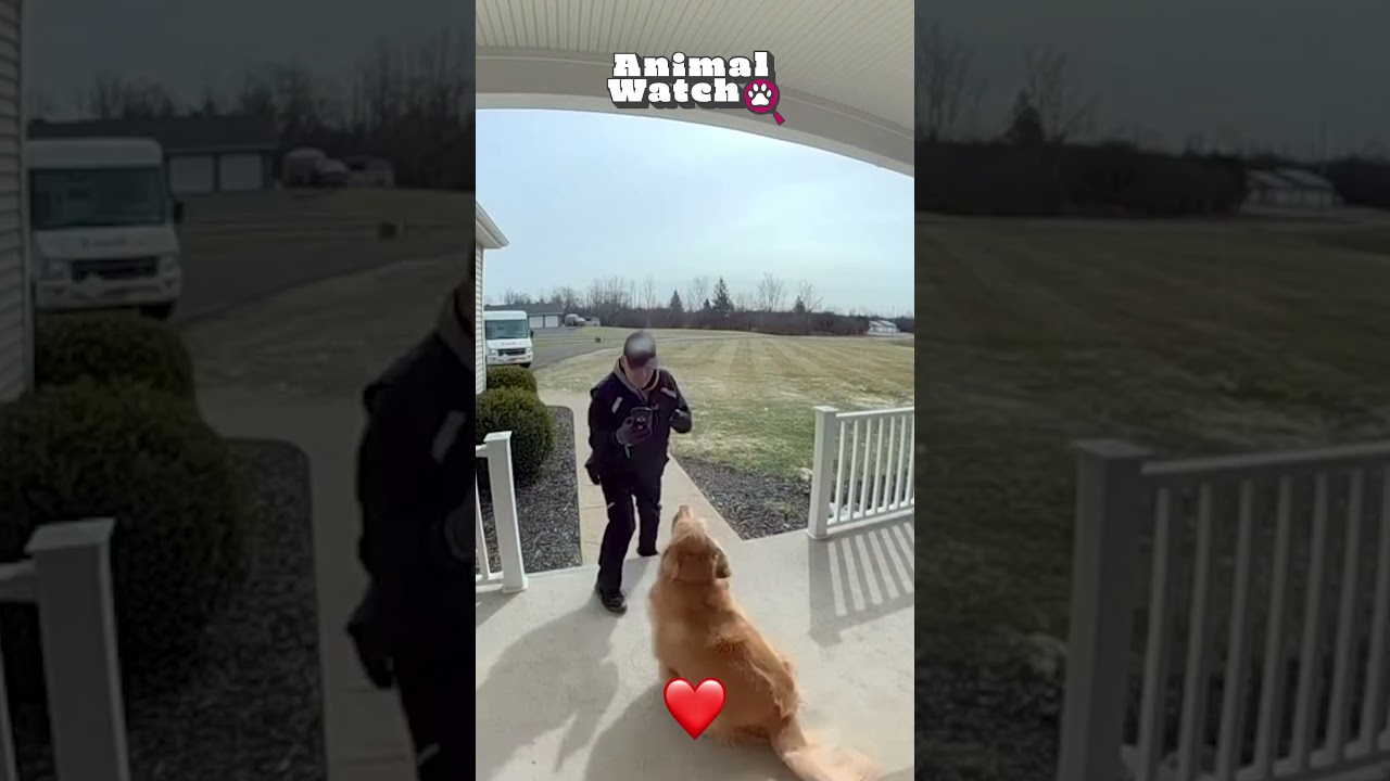 We spied the cutest animals just for you!  #CCTV #Cute #Adorable #Funny