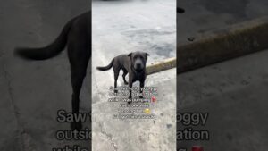 Woman Feeds Hungry Dog Outside Gas Station