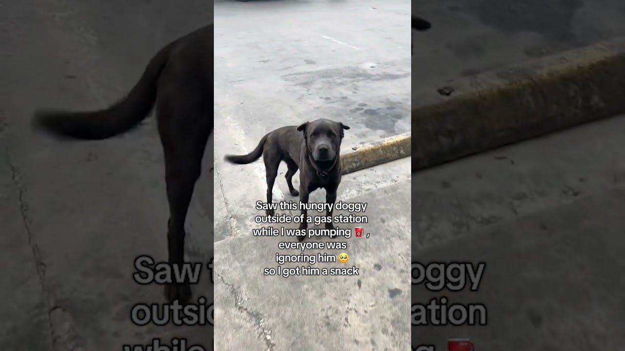 Woman Feeds Hungry Dog Outside Gas Station