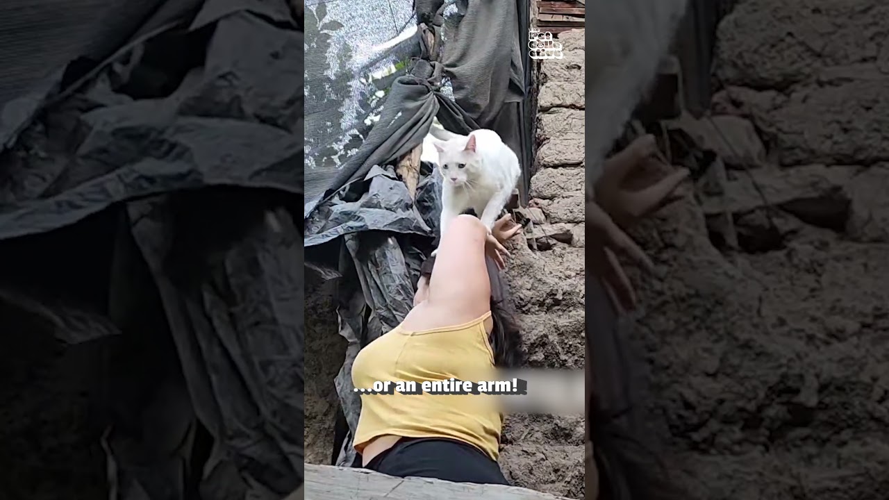 Woman Helps Cat Climb Across Ledge Using Her Arms #Cat #CatLover