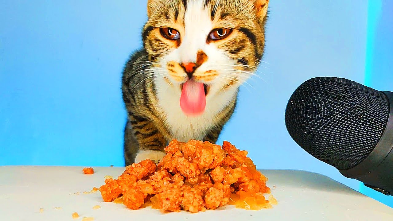 ASMR MUKBANG | Cat Eating Wet Food 😻🎧 (Satisfying Eating Sounds)
