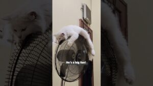 Even animals love their air conditioners in the summer!!! 🥵☀️🔥
