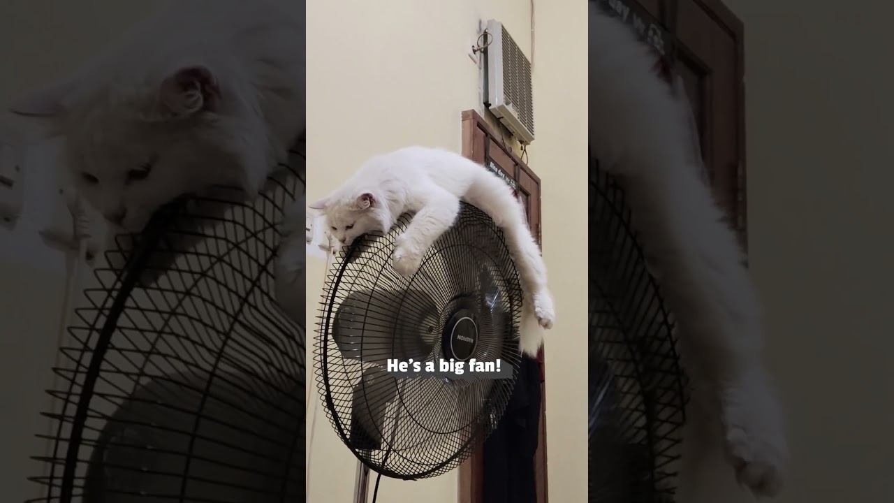 Even animals love their air conditioners in the summer!!! 🥵☀️🔥