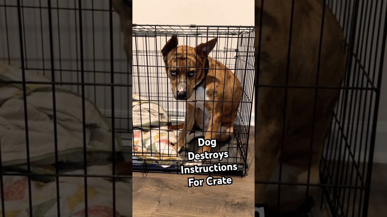 "I SAID I didn't need a bigger crate!" 😤🐶 #Dogs #DogLife #Crate