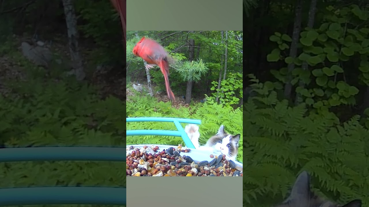 Lebron James ahh cat! 😅🏀🦜 (Via - Julie B.) #Bird #Birdfeeder #Cats