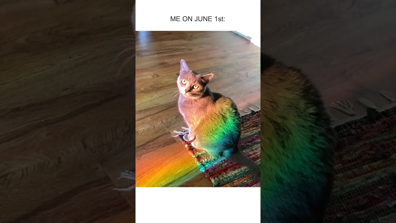 Lesbian Kitty Celebrates Purride Month! 😻 🌈 #PrideMonth #Cats #Funny #CatLife