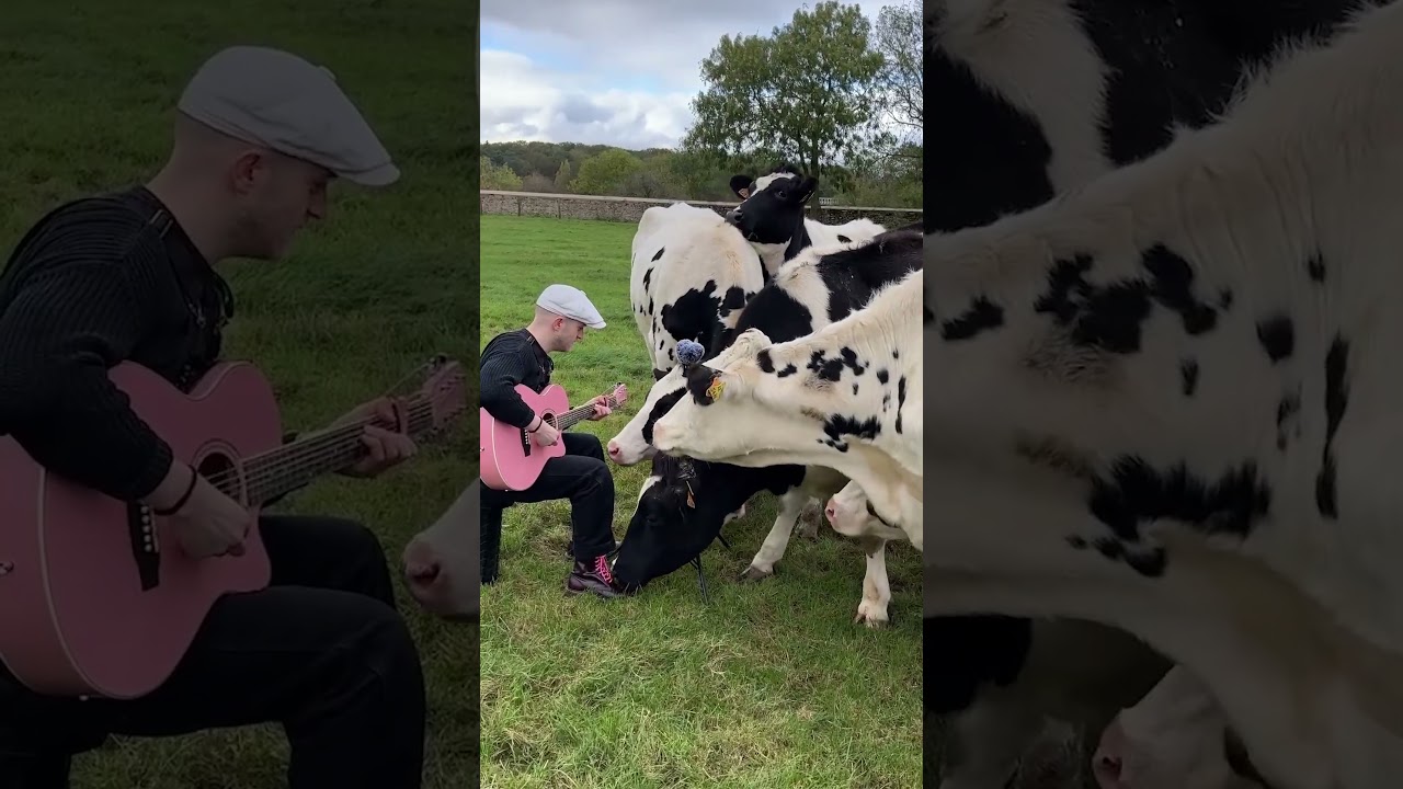 Farm Animal Videos So Funny They'll Have You Hootin' and Hollerin'! 🐓🤣