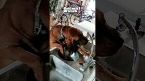 Animal Invaders | Animal Watch