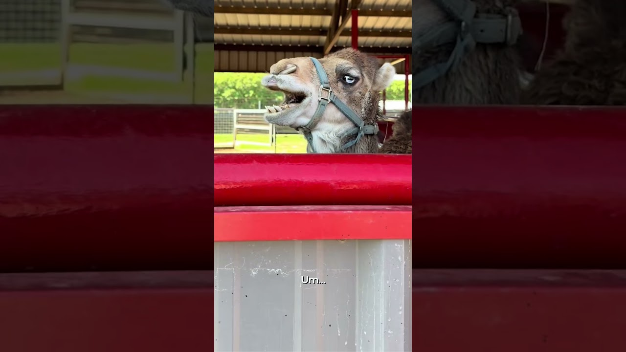 Animal Wakeup Call | FUNNIEST Pets of the Week