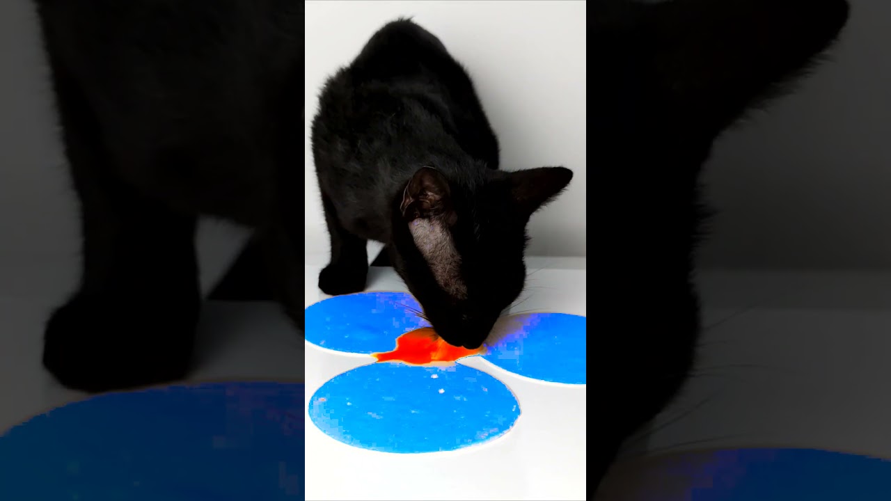 ASMR Mukbang Cat Eating Orange 🧡
