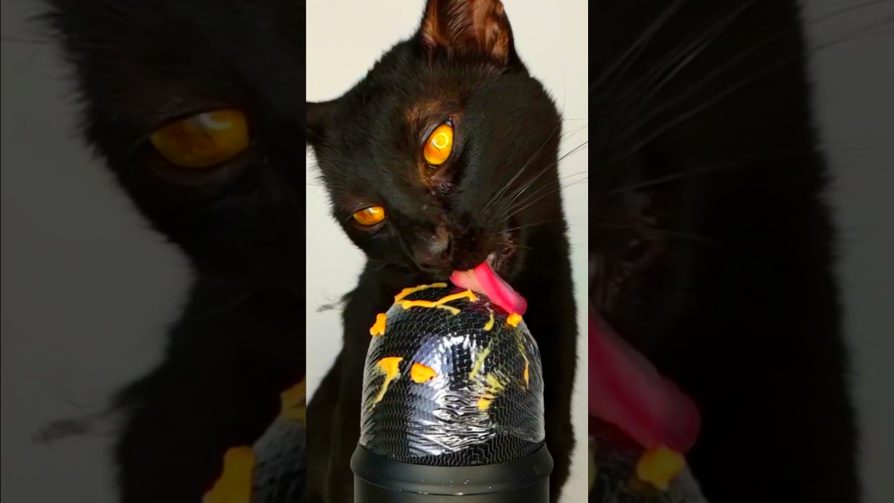 ASMR Mukbang Cat Licking 👅