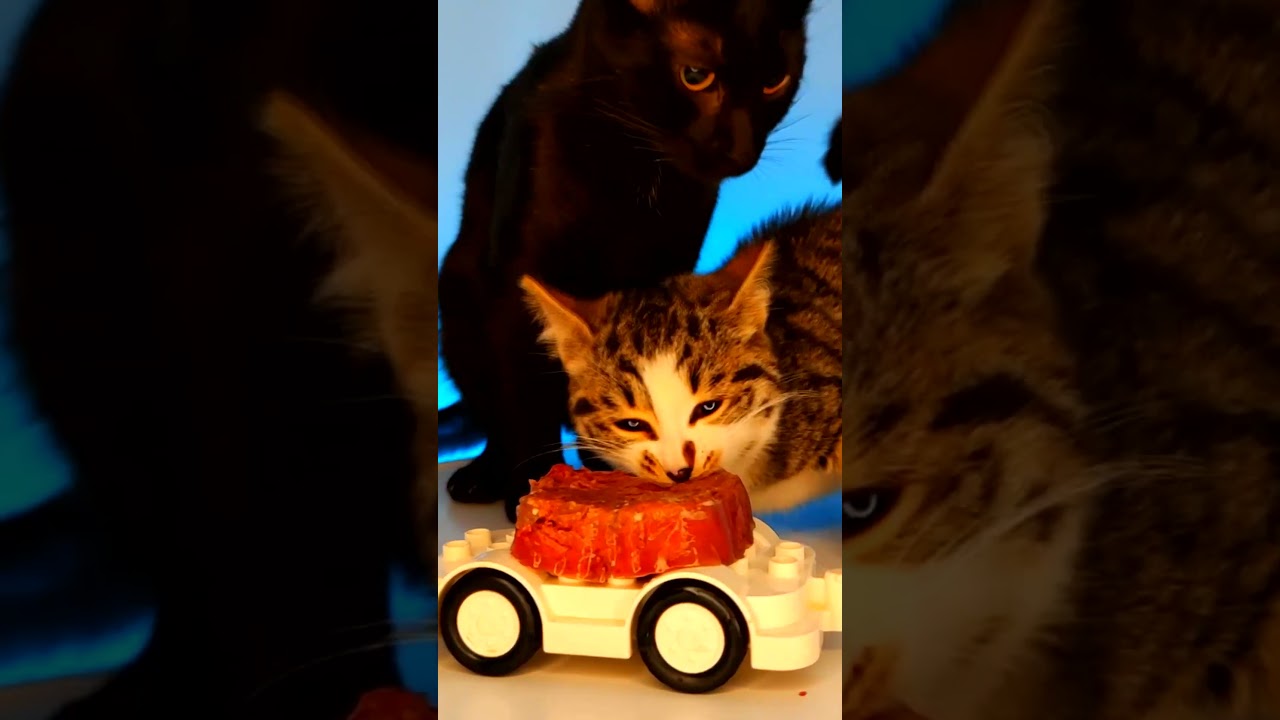 ASMR Mukbang Cats Eating Car 😻🚗