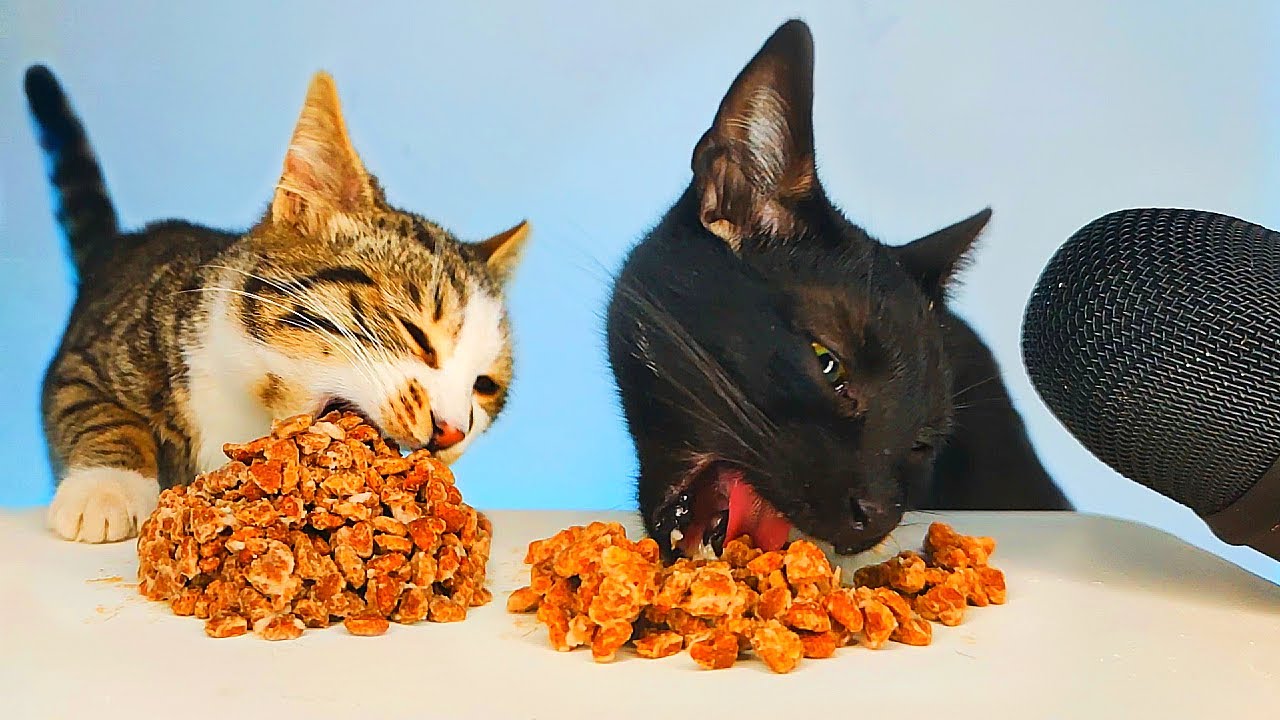 ASMR Mukbang Cats Eating Food 🐈🐈‍⬛