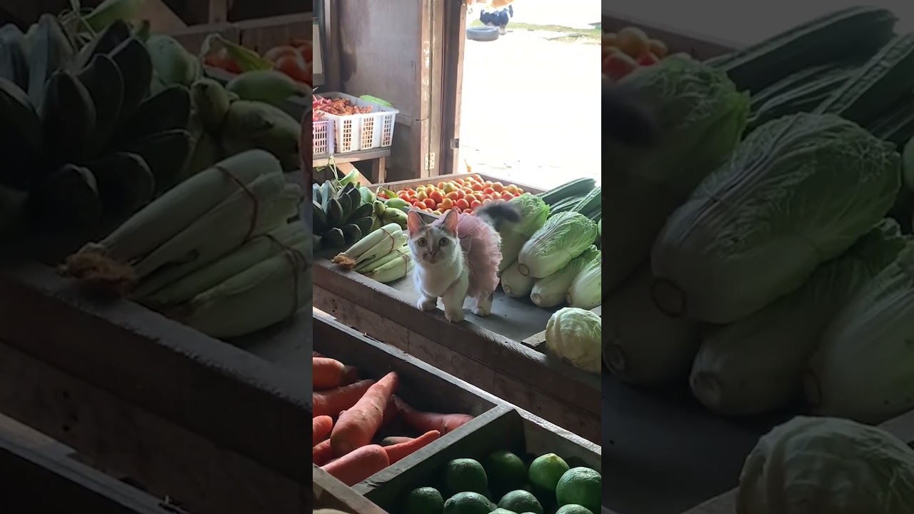 Ballerina Kitty Jumps Over Produce #TikTok #Cats #Kitten