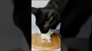 Cat Eating Dog 🐶 ASMR Mukbang