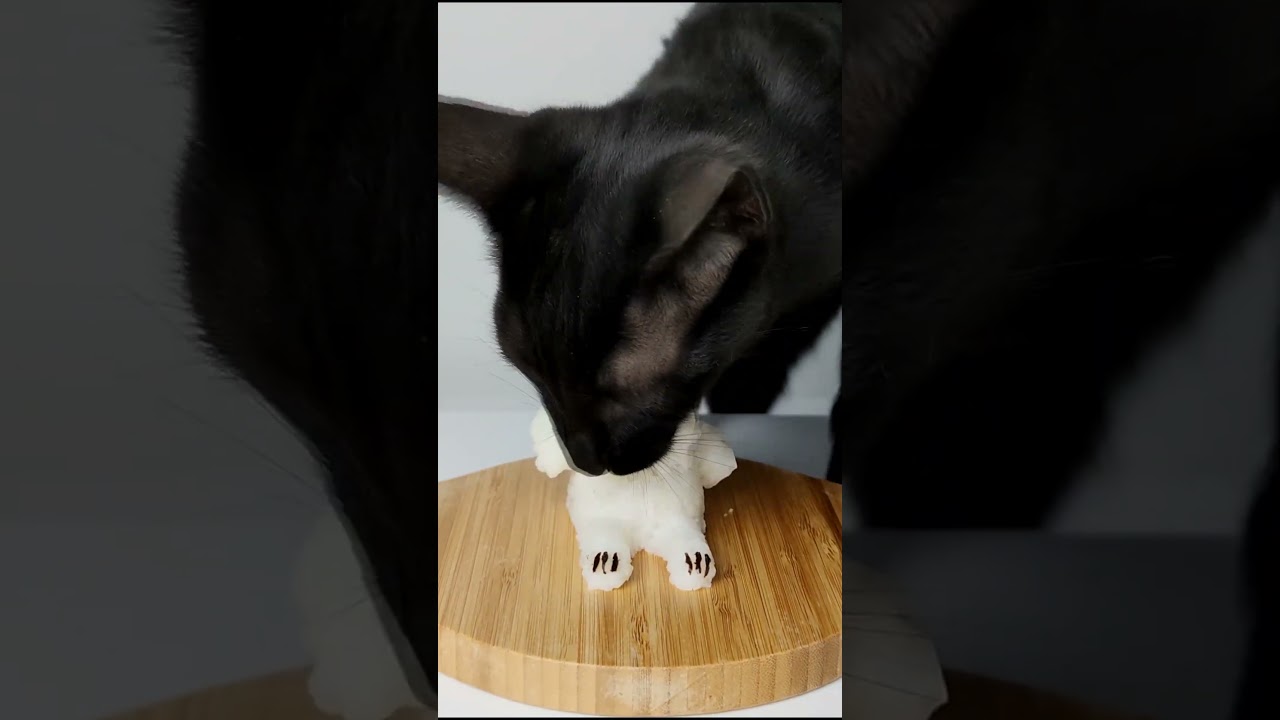 Cat Eating Dog 🐶 ASMR Mukbang
