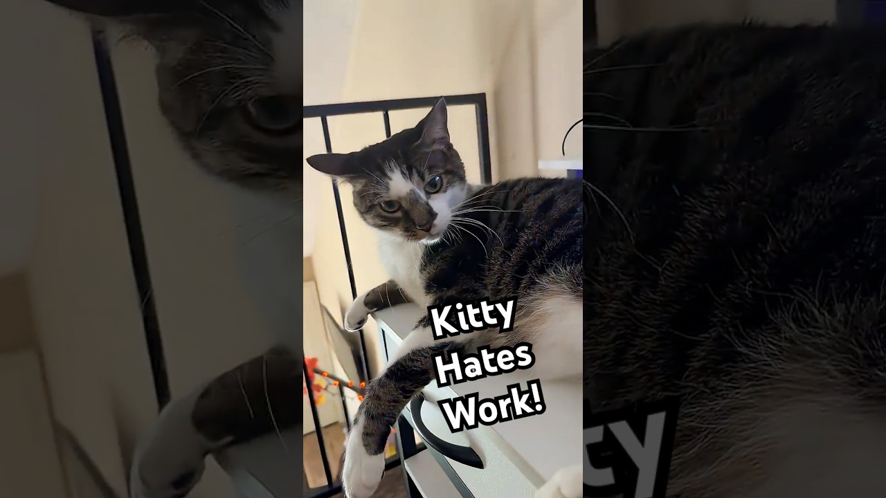 Cat Gives Attitude After Being Made To Get Off Laptop!