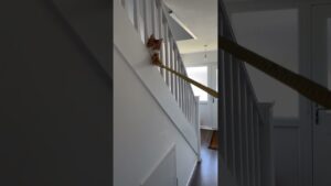 Cat Holds Measuring Tape For Man!