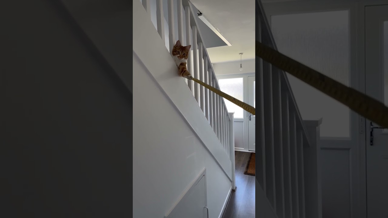 Cat Holds Measuring Tape For Man!