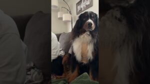 Cheeky Dog Points to Woman When Asked Funny Question